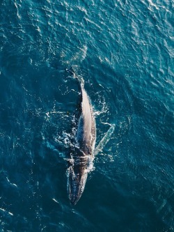 beachserenity:  Whale 🐋