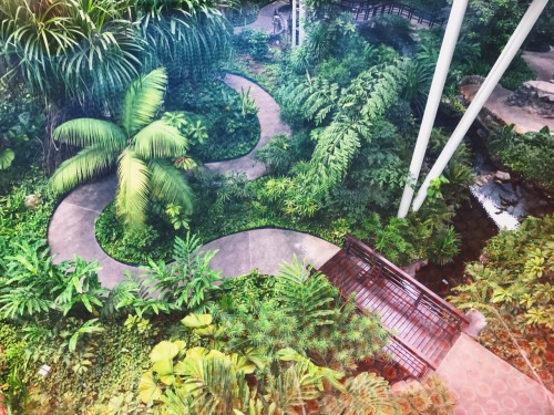 irungracepace:Happy rainforest at the Singapore Flyer
