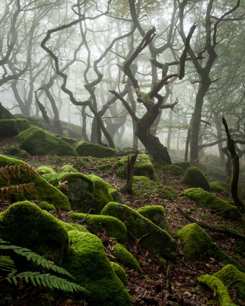 voiceofnature:Ancient woodland, Peak Districtby James Mills