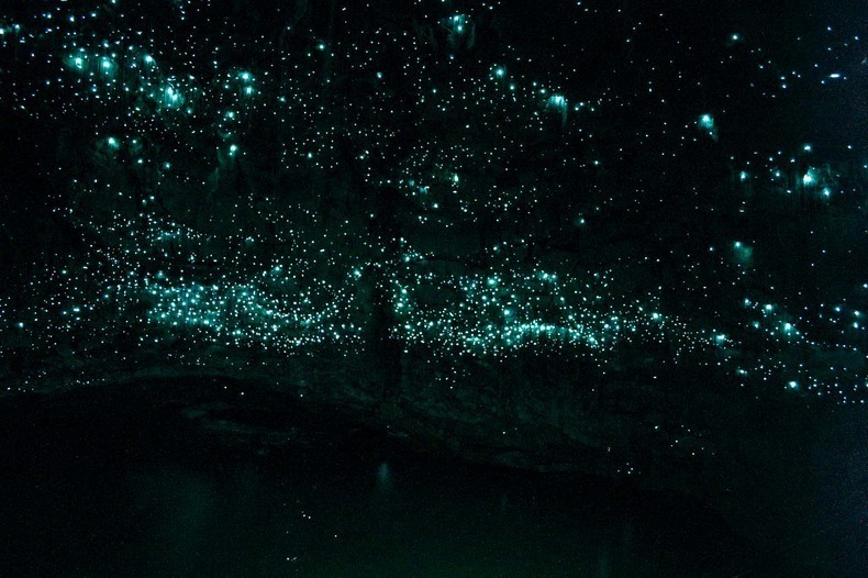 magicalnaturetour:  Waitomo Glowworm Caves are a famous tourist attraction because