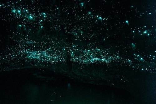 magicalnaturetour:Waitomo Glowworm Caves are a famous tourist attraction because of the large popula