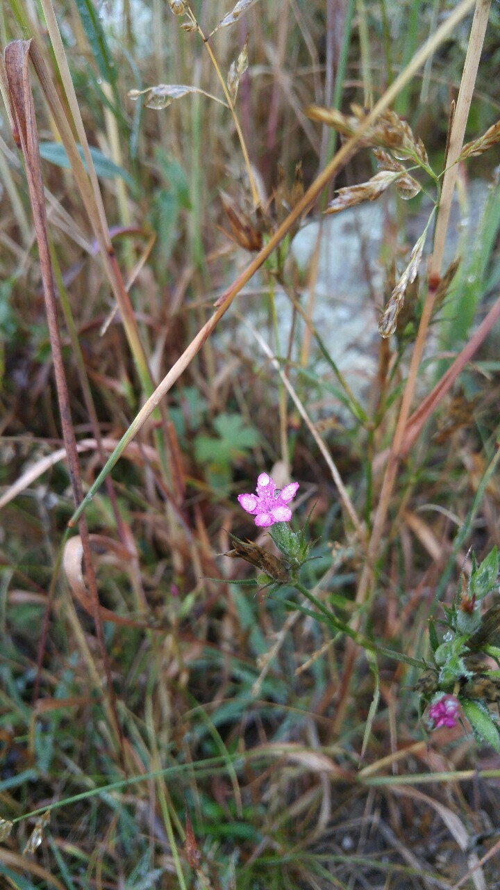 dailyplantfacts:  Dianthus armaria is in the family Caryophyllaceae. Commonly known