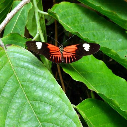 Postman Butterfly.