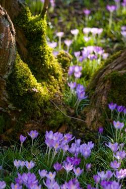 The Cottage & The Meadow