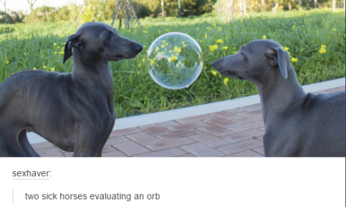 genderoftheday: Today’s Gender of the Day is: Two Sick Horses Evaluating an Orb