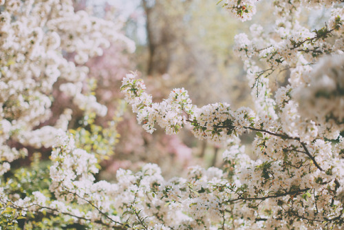 juliamstarr: white blossoms &lt;3 Instagram