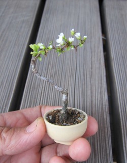 stunningpicture:Worlds tiniest flowering