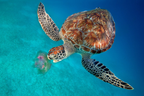 Green Turtle eating Jellyfish - Dimakya Island, Philippines by Ai Gentel on Flickr.