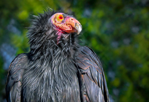 Portrait Of A Vulture by Ian D. KeatingCalifornia Condor (Gymnogyps californianus)