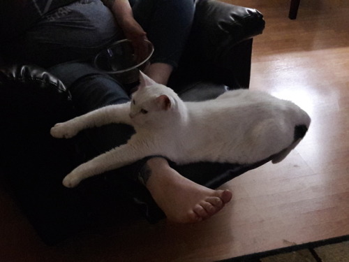 monster-jensen:Arthur got real comfortable on my sister’s legs and decided to show off how many toes