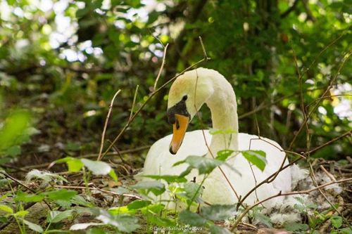 From spring last year: a mute swan (Cygnus olor) nesting at the park. #swan #spring #nest #cygnusolo