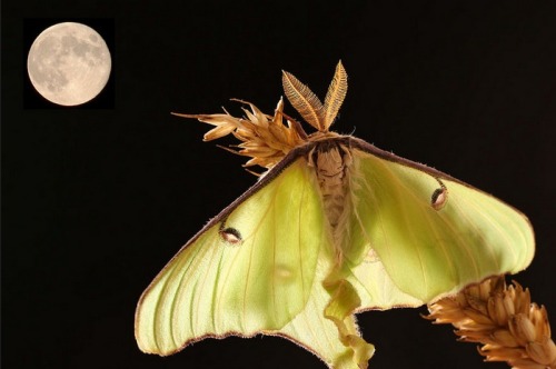 celtic-forest-faerie: {Luna Moth} by {Roger Wasley}