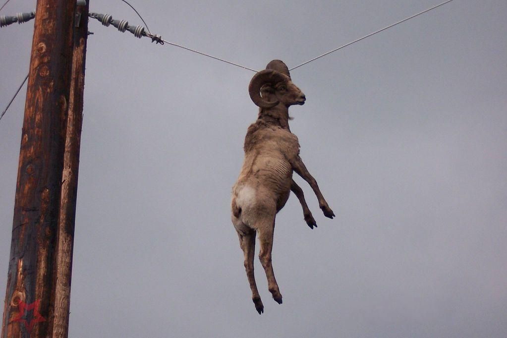 bored-no-more:  Go home goat, you’re drunk! more weird $hit«  How did he get up