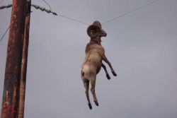bored-no-more:  Go home goat, you’re drunk! more weird $hit«  How did he get up there?