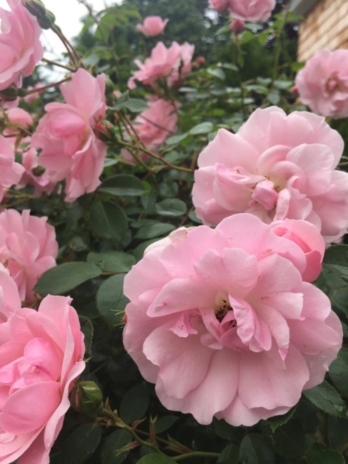 All of these roses, blooming at once!
