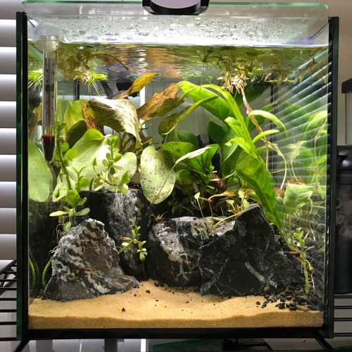 lidfish:1. Hardscape2. Right after planting3. 3 days after setup4. 11 days after setup, with some mo