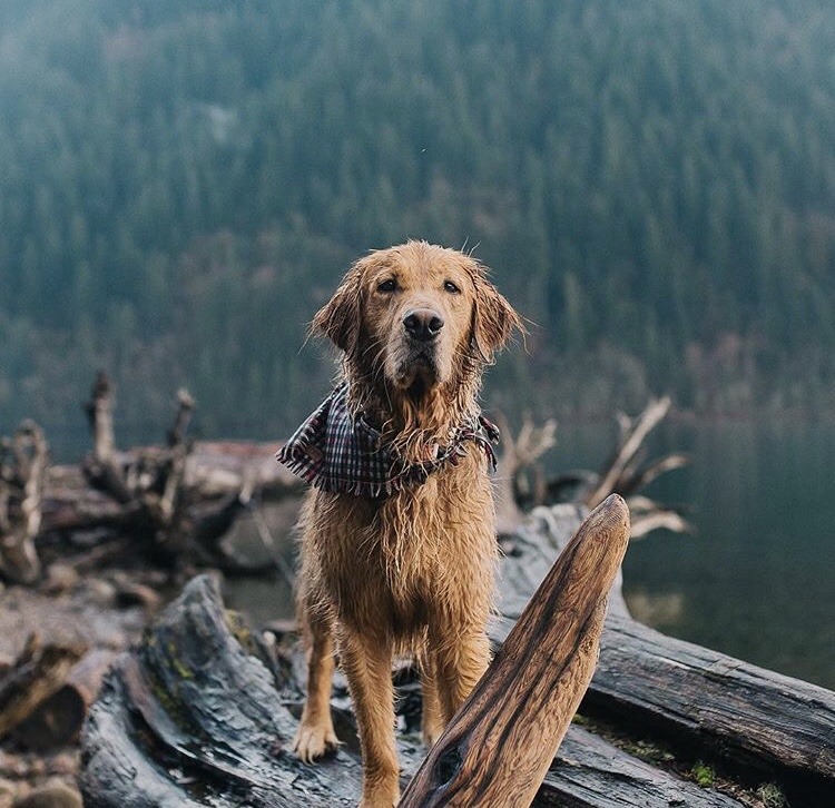 animals-lovers:(Source)