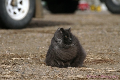 knucklechuffed: dammitmat: milkywaywhite: Meet Sygmond The Grey, a truly majestic cat from the north