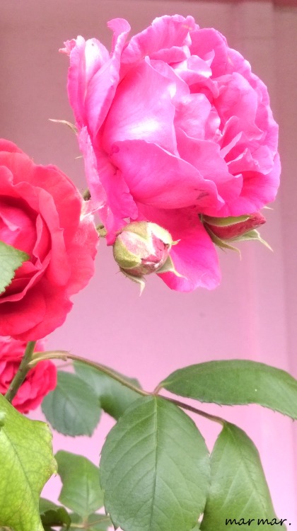 Roses - ΤριαντάφυλλαΚο&upsil