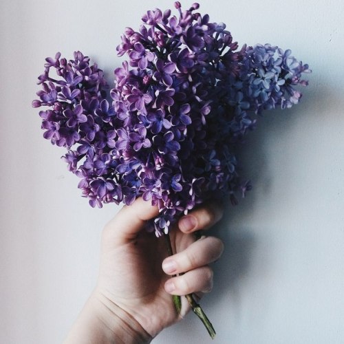 lilacs