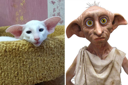 theprincesswincess: Cats that look like other things Pt. I