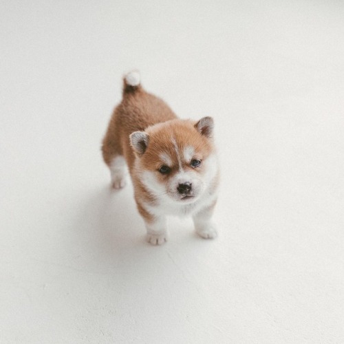 atraversso: Puppy - Hello_shiba