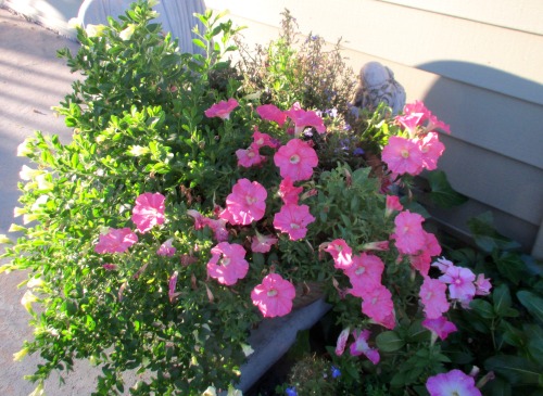 A few more from the steps and front garden, for @achilea .