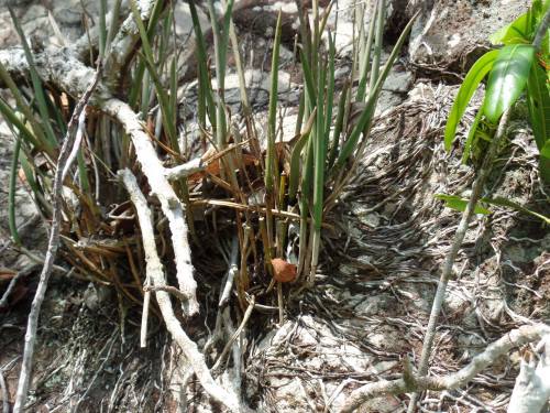 Brassavola tuberculata, in situ, Coxim, MS, Brazil.Orchidaceae: Laeliinae.By Marcilio Lopo‎. [x]