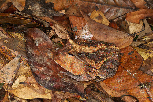 libutron:The sit-and-wait feeding strategy of the Surinam Horned Frog - Ceratophrys cornuta It has b