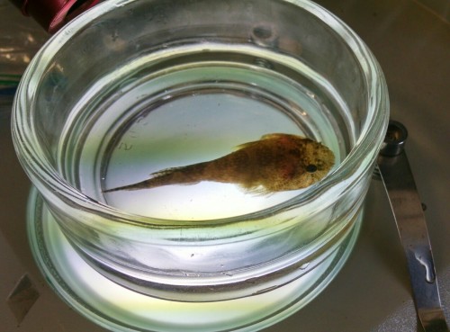 A Skilletfish (Gobiesox strumosus)! Collected at the mouth of Patuxent River in the Chesapeake Bay