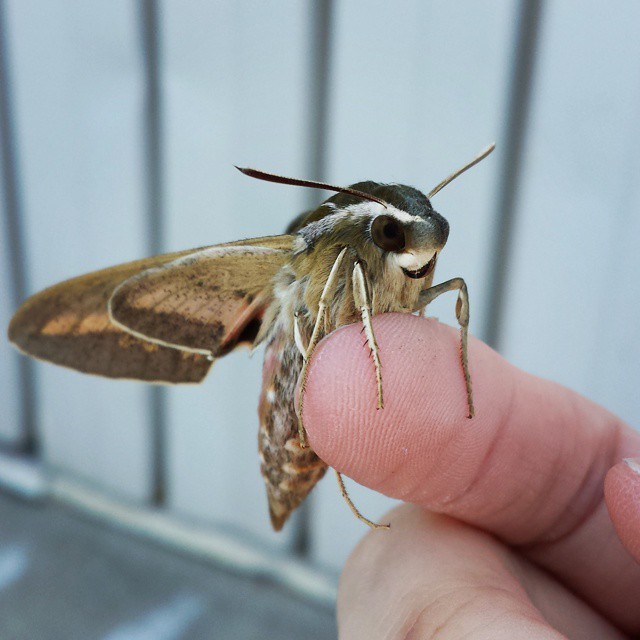 dynastylnoire:  evilplotting:  Found this baby at work.  aww