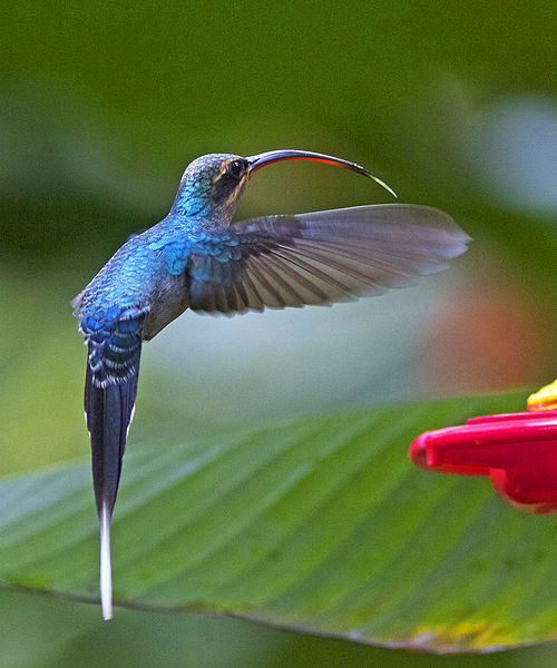 astronomy-to-zoology:Green Hermit (Phaethornis guy)..a large species of hermit hummingbird (Phaethor