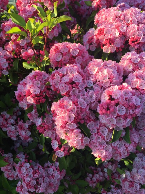 mouzeron - what are these super cool flowers