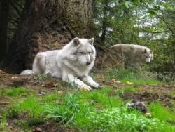 wolfhavenintl:    This week’s animal care anecdote: This picture shows Merlin guarding his chicken from his companion Ukiah (or who knows, maybe it was Ukiah’s and Merlin stole it). Notice how intently both are focused on it.   