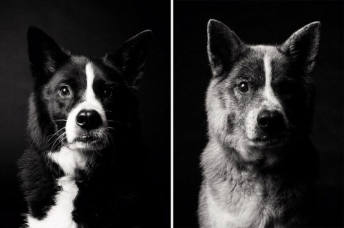 zooophagous:  ithelpstodream:  Amanda Jones has dedicated the past 20 years to an incredible  photography project which aims to show just how fleeting the lives of  our beloved pets are.  Ok first of all how dare you 