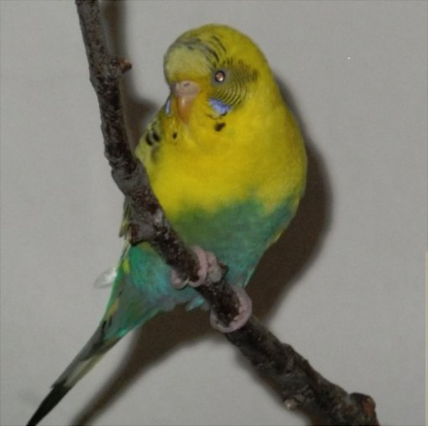 sushiandpie:  EMERGENCY BIRD ADOPTION! a fellow artist on Fur Affinity is going to