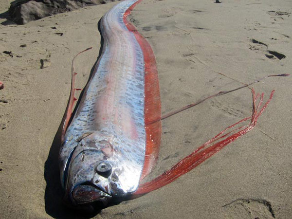 sixpenceee:  At up to 36ft in length, the oarfish is the largest bony fish known