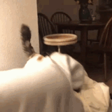 Next A Bite Button PLEASE