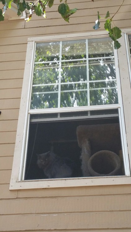 Skitty is not amused that mommy won&rsquo;t let her outside.