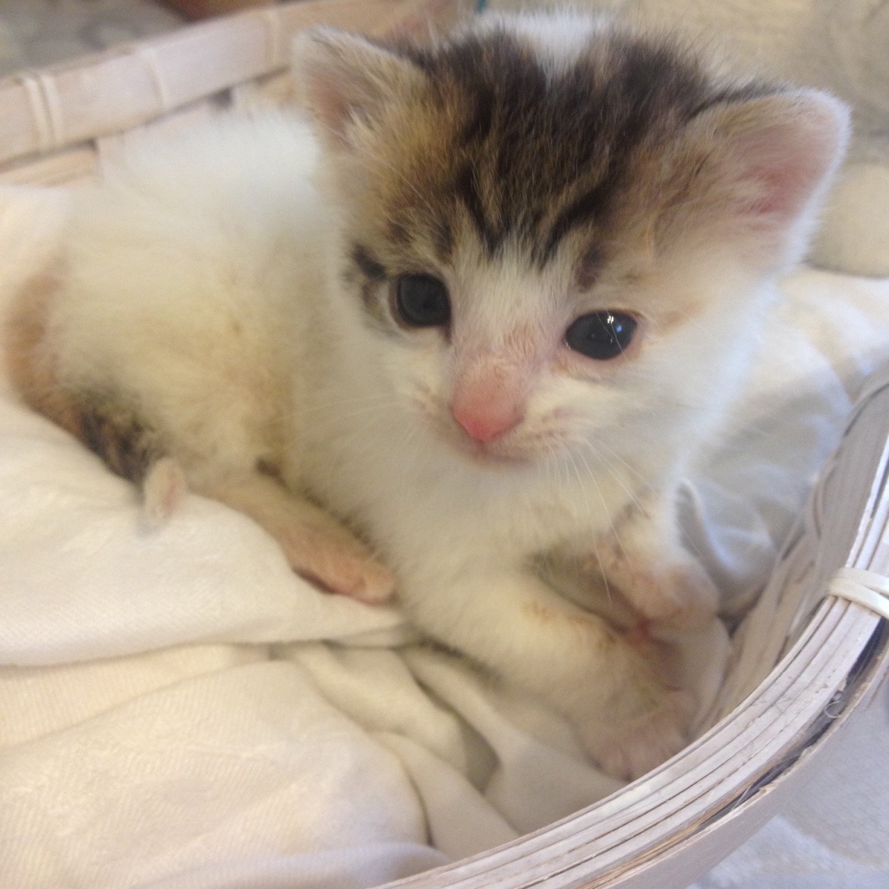 mostlycatsmostly:  about a week ago I found a baby cat abandoned by her mother so