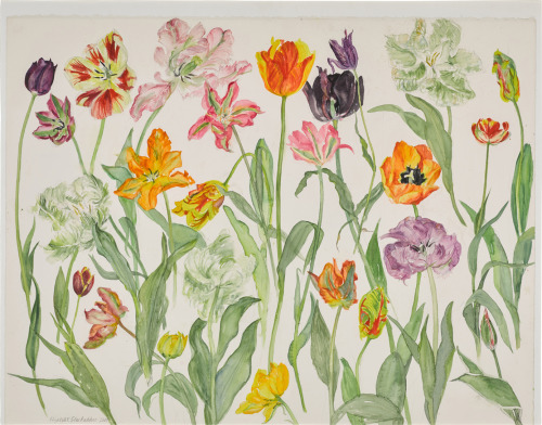 kafkasapartment:Tulips II, 2008. Dame Elizabeth Violet Blackadder, b.1931. Watercolour and pencil on