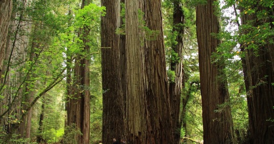 Jedediah Smith Redwoods State Park