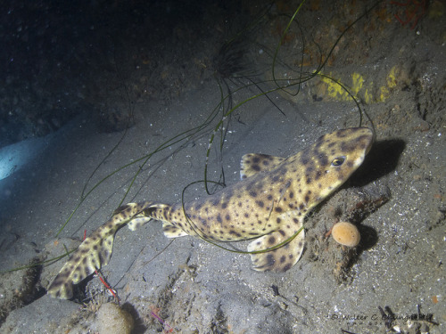 libutron: Swell Shark - Cephaloscyllium ventriosumCephaloscyllium ventriosum is a species of ca