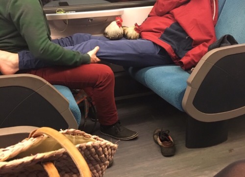 cluckyeschickens: teamrocketing: this gay couple on the night train had actual chickens with them an