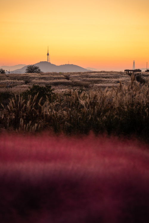 Sunrise amid the reeds and pink muhly grass of Haneul Park.