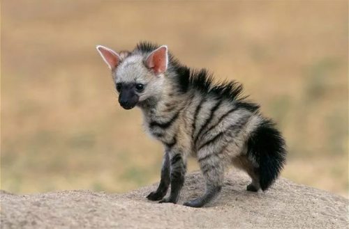 hitmewithcute:I see your baby musk ox and I counter with a baby aardwolf