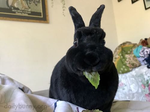 dailybunny:Really, Human? While I’m Eating?Thanks, Samantha and bunny Elvis!