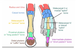 vetmedirl:  proof that horses are constantly