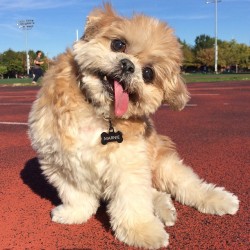 marniethedog:  Cardio training