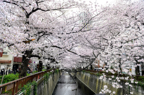 Cherry blossoms along the Meguro River in Tokyo’s Nakameguro neighborhood today. They still ar